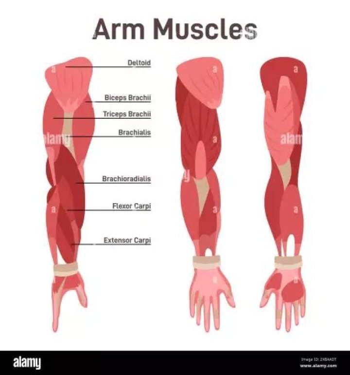 What muscles extend the arm?