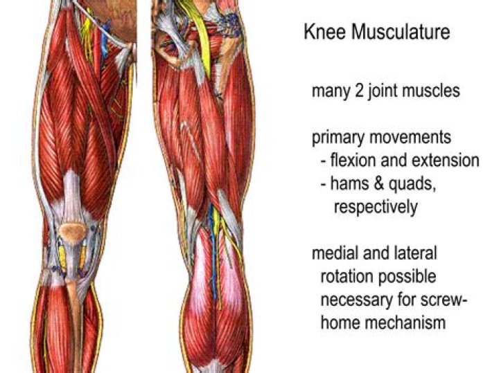 What muscles support the knee?