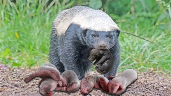 What noise do Badgers make when mating?