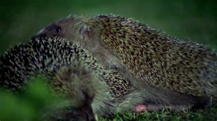 What noise do hedgehogs make when mating?