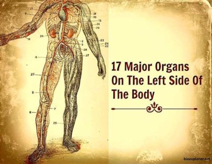 What organ are on the left side of your body?