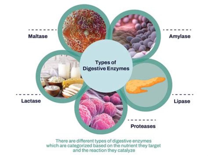 What organelles are sacs of digestive enzymes?