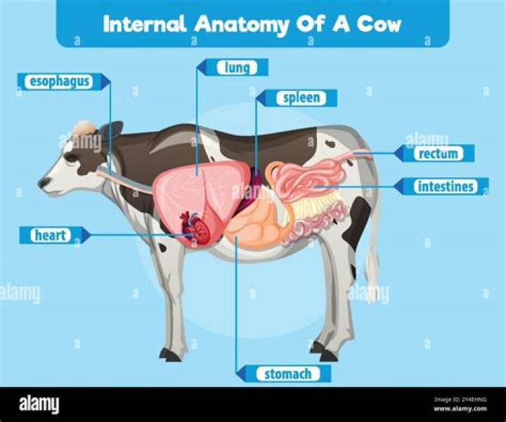 What part of the animal is tripe?