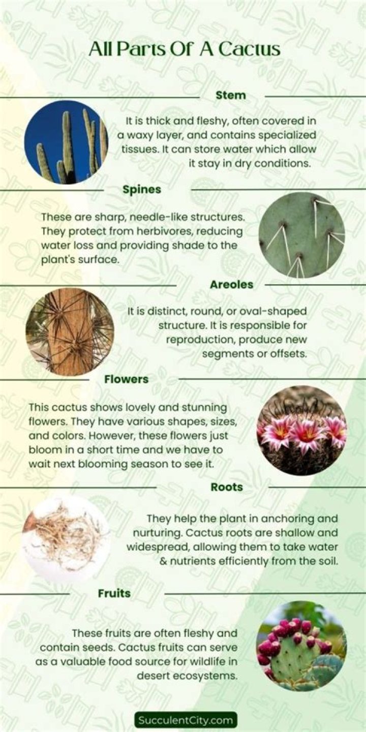 What part of the cactus stores water?