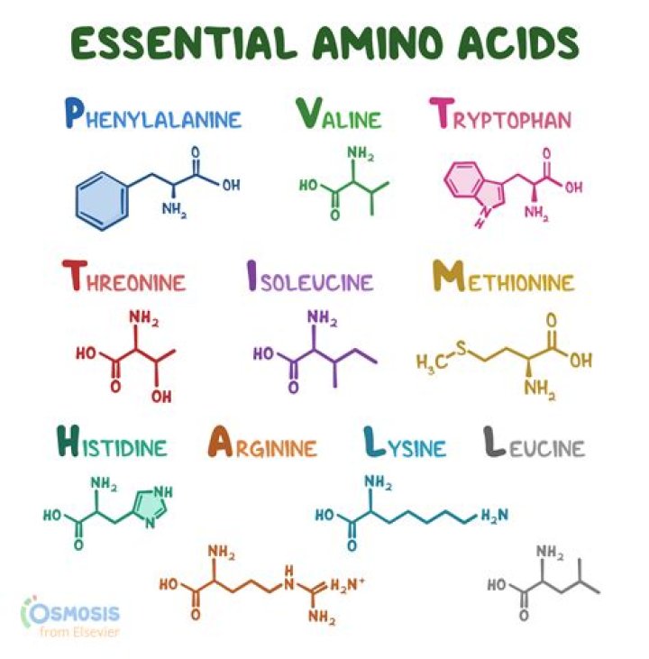 What parts of amino acids are different?