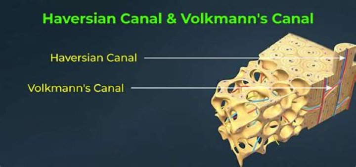 What passes through haversian Canal?