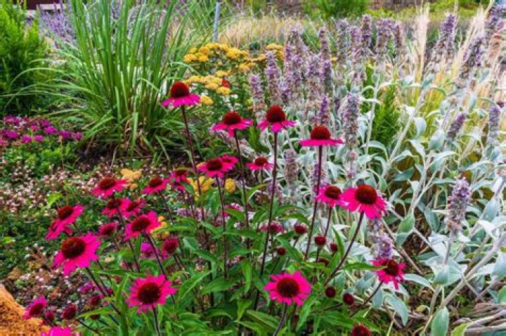 What perennial flowers bloom in the fall?