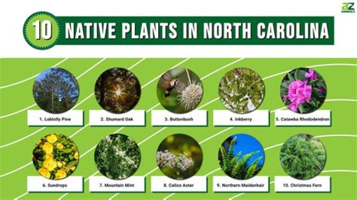 What plants are native to North Carolina?