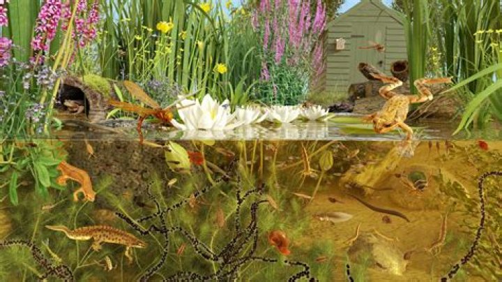 What pond animals eat plants?