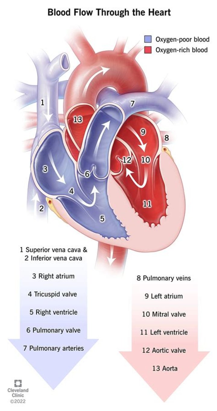 What prevents blood from passing back into the left atrium?