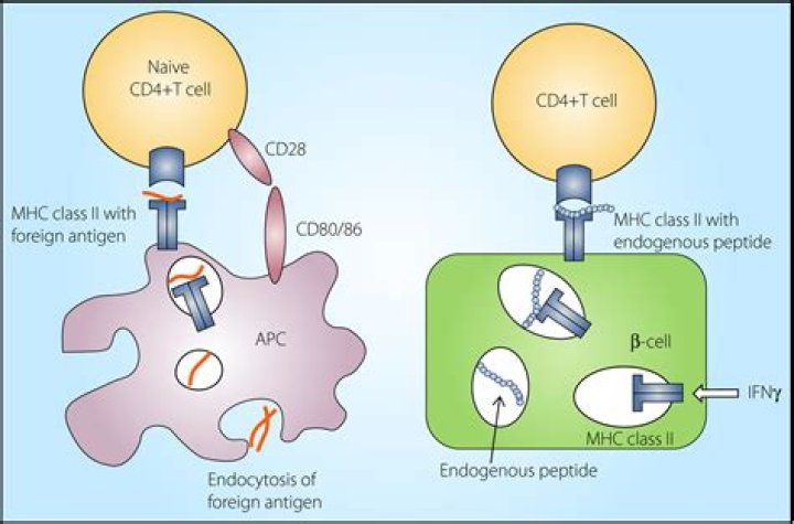 What produces an exogenous antigen?