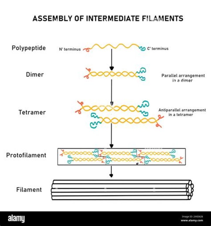 What protein forms intermediate filaments?