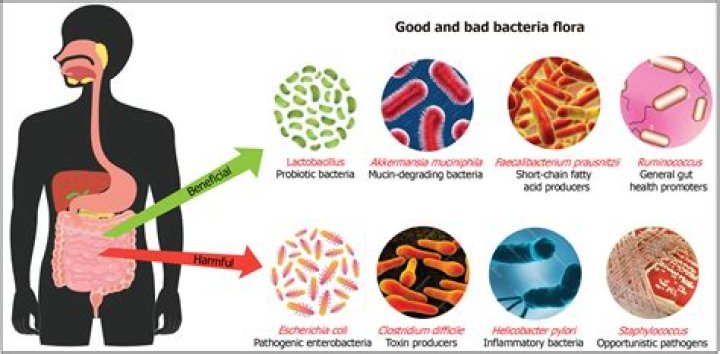 What role does bacteria play in digestion?