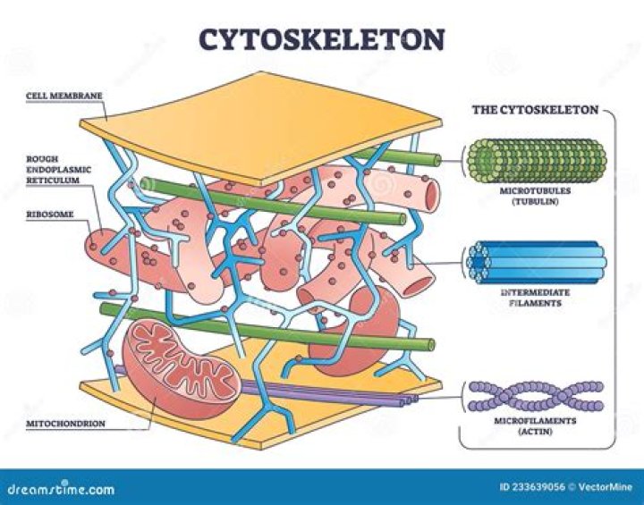 What role S does the cytoskeleton play in a living cell?