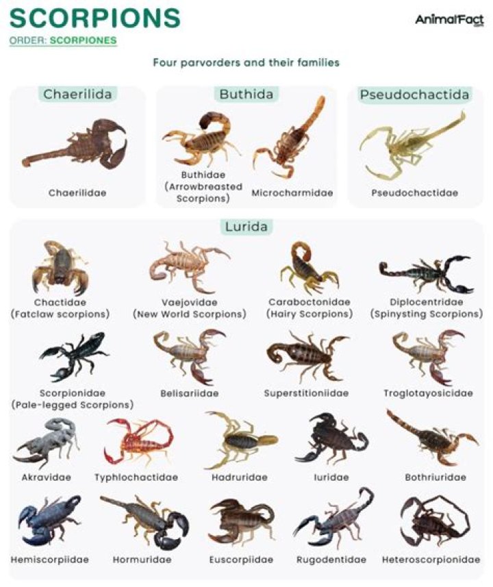 What Scorpions are edible? | ContextResponse.com