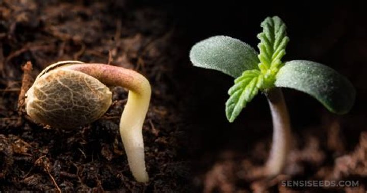 What seedlings can I plant now?