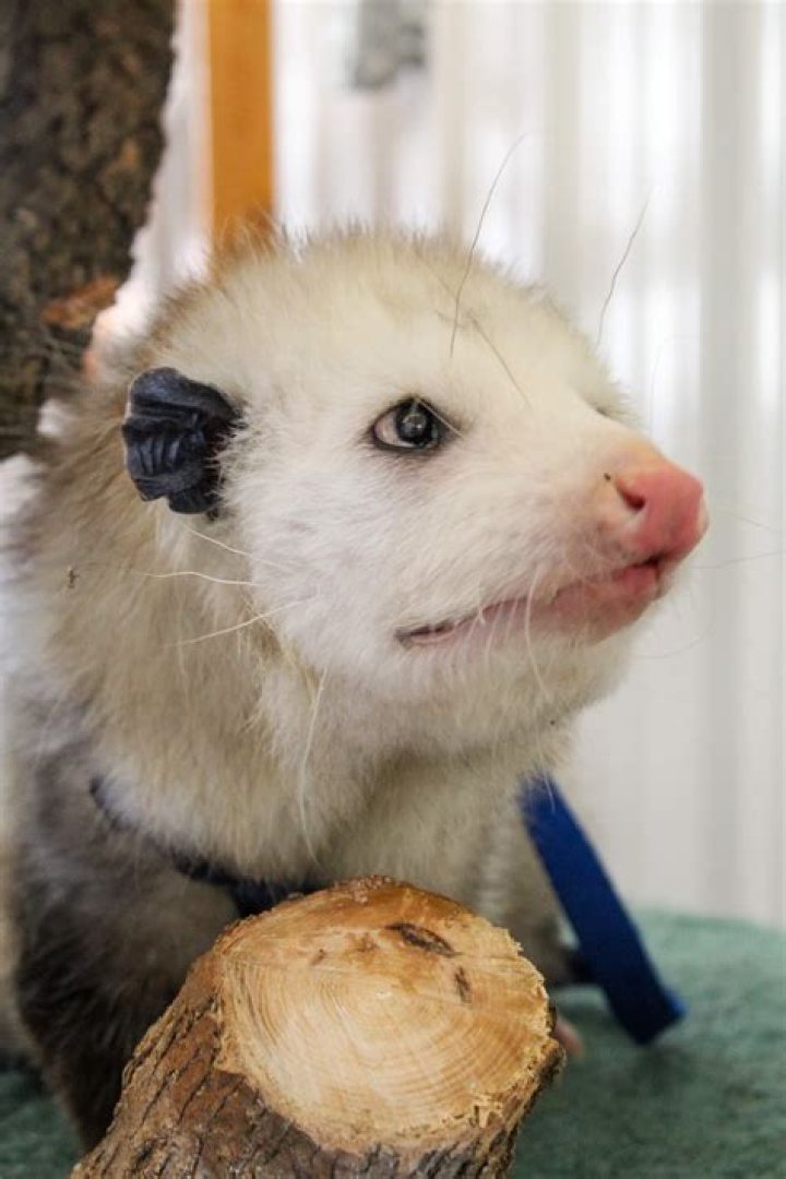 What should I feed my pet opossum?