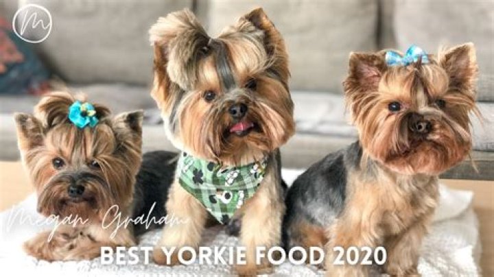 What Should I Feed My Yorkie puppy?
