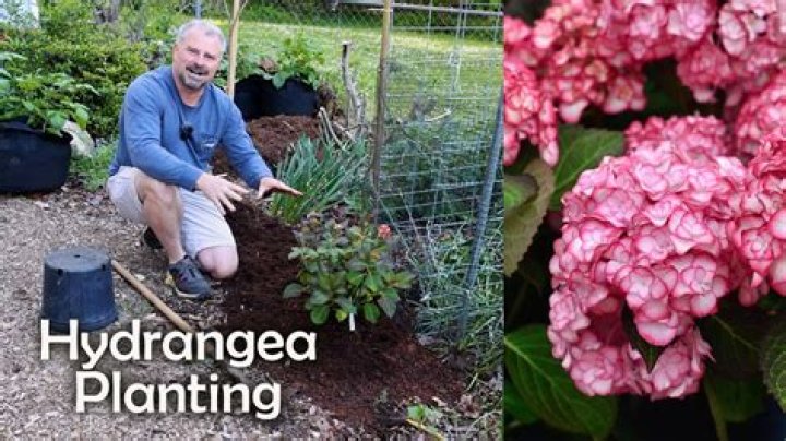 What should I plant next to my hydrangea?