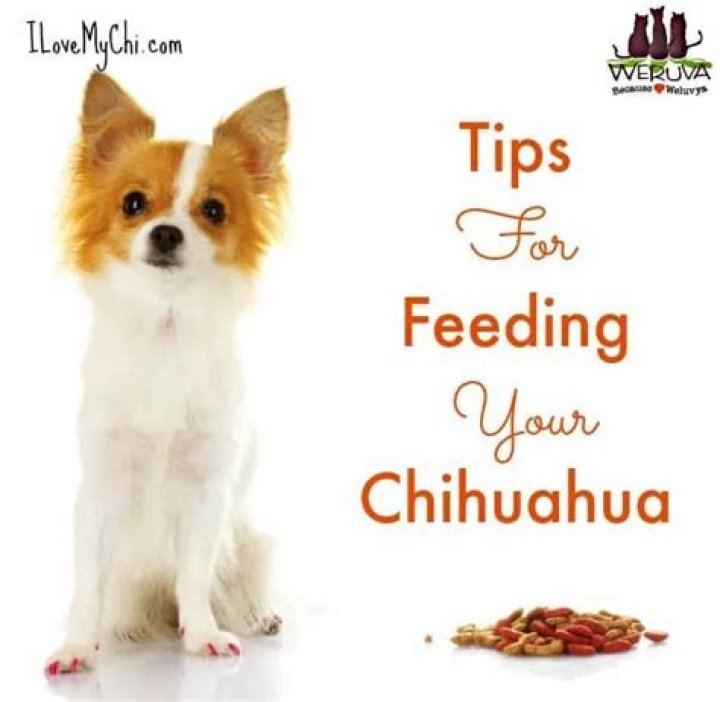 What should you feed a Chihuahua?