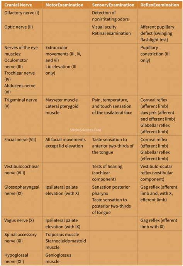 What six things are assessed in the neurological exam?