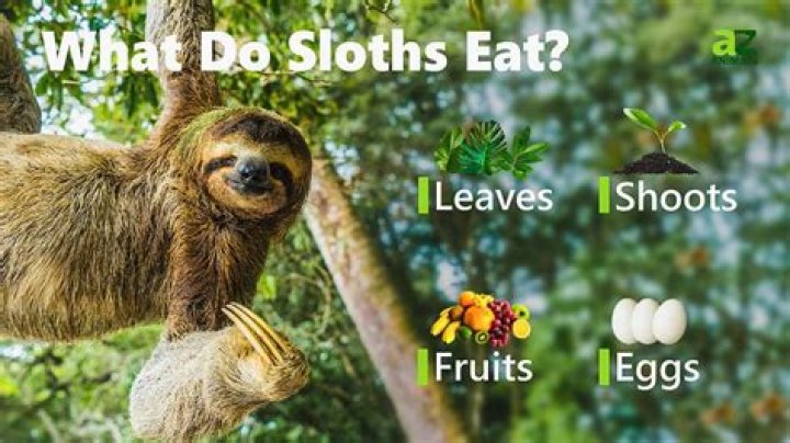 What sloths are extinct?