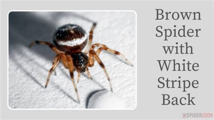 What spider is brown with yellow stripe on back?
