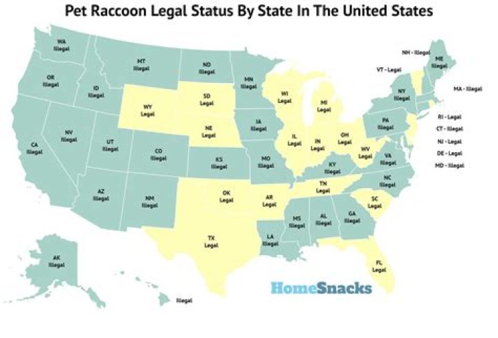 What states is it illegal to have a pet raccoon?