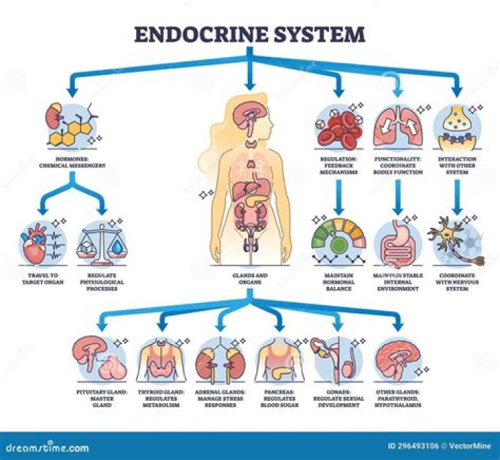 What structure controls most of the endocrine system function?