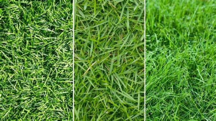 What temperature does Zoysia grass go dormant?