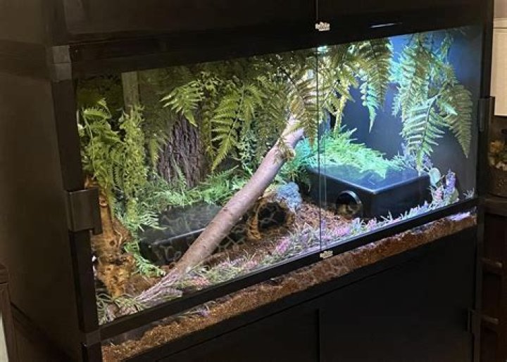 What temperature should a ball python tank be at night?
