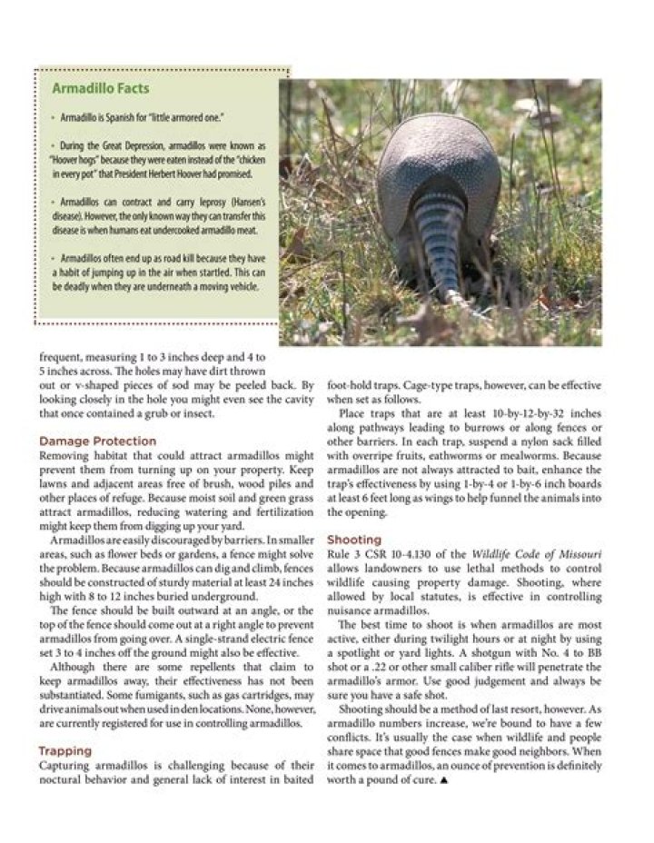 What time of night are armadillos most active?
