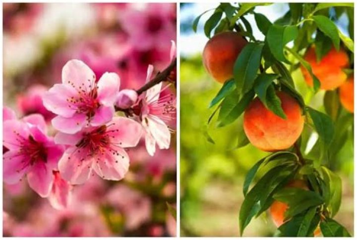 What time of year do peaches bloom?