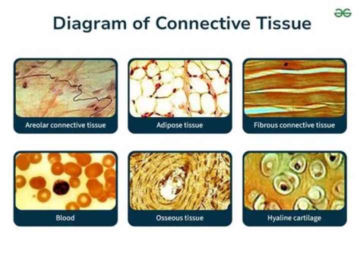 What tough connective tissue holds bones together?