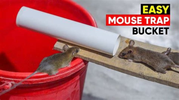 What traps work best for mice?