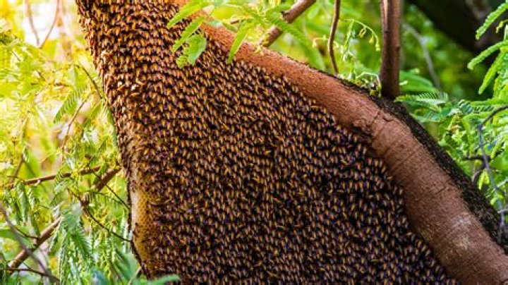 What trees are good for honey bees?