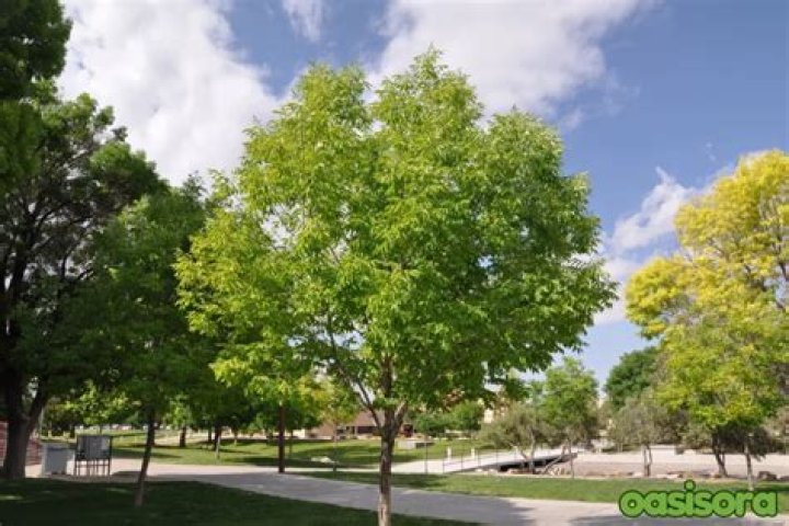What trees grow in Tucson?