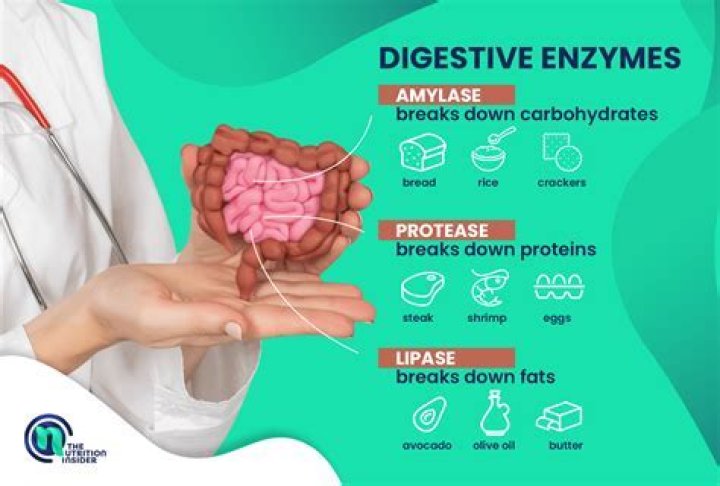 What type of enzyme is produced in the stomach?