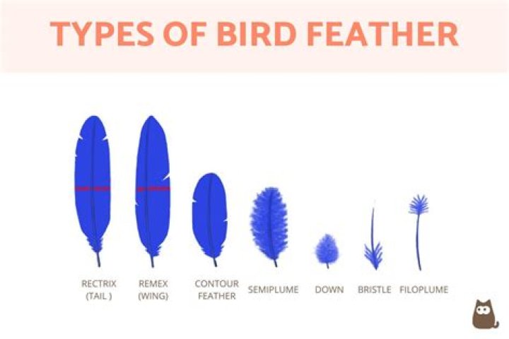 What type of feathers are sensory and protective feathers found near the mouth of some birds?