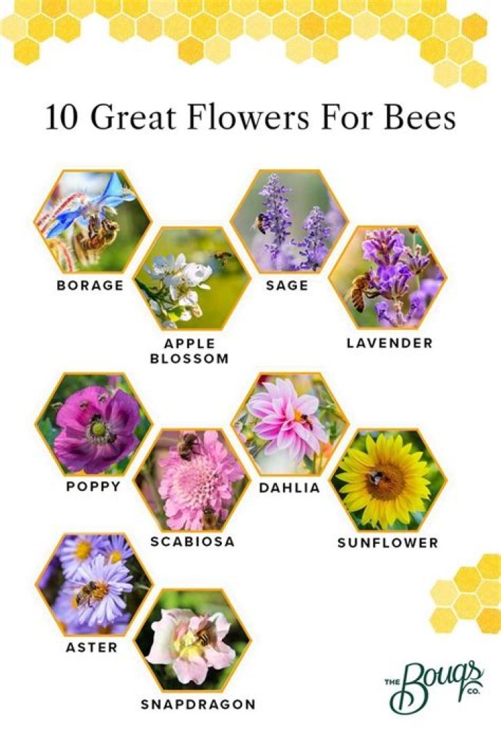 What type of flowers attract honey bees?