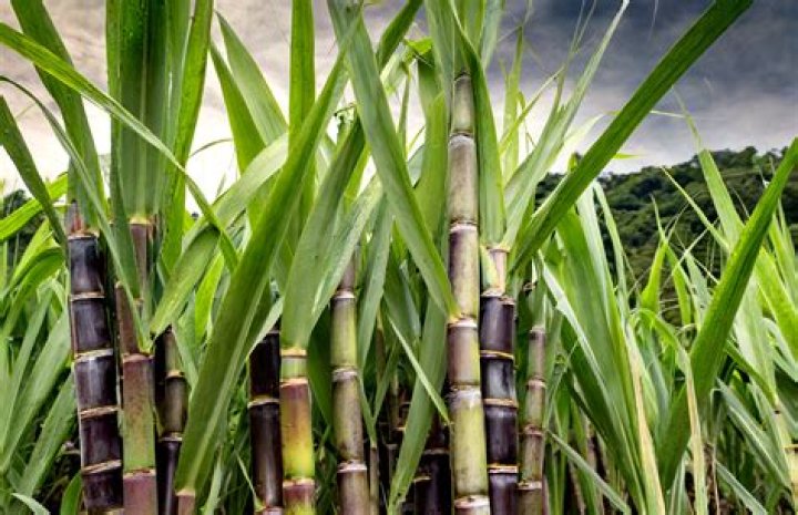 What type of plant is sugar cane?