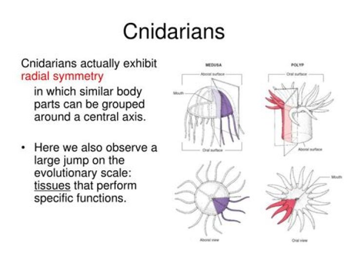 What type of symmetry do cnidarians have?