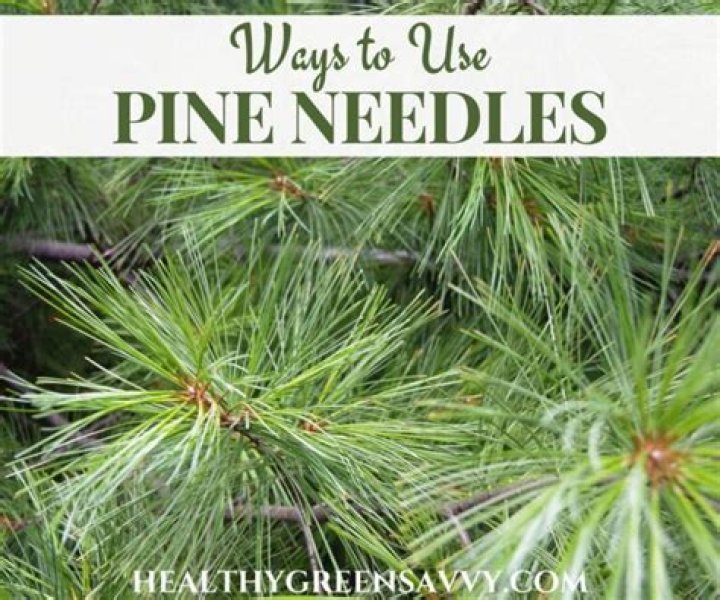 What types of pine needles are edible?