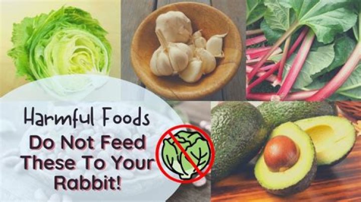 What vegetables can Rabbits not eat?