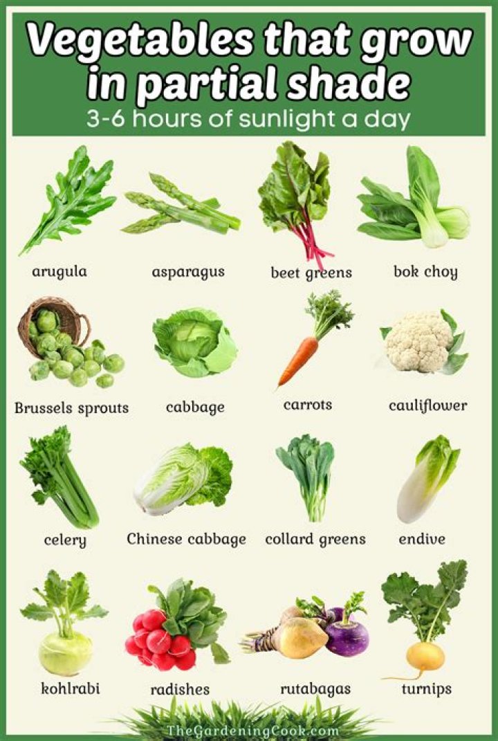 What vegetables grow best in North Florida?