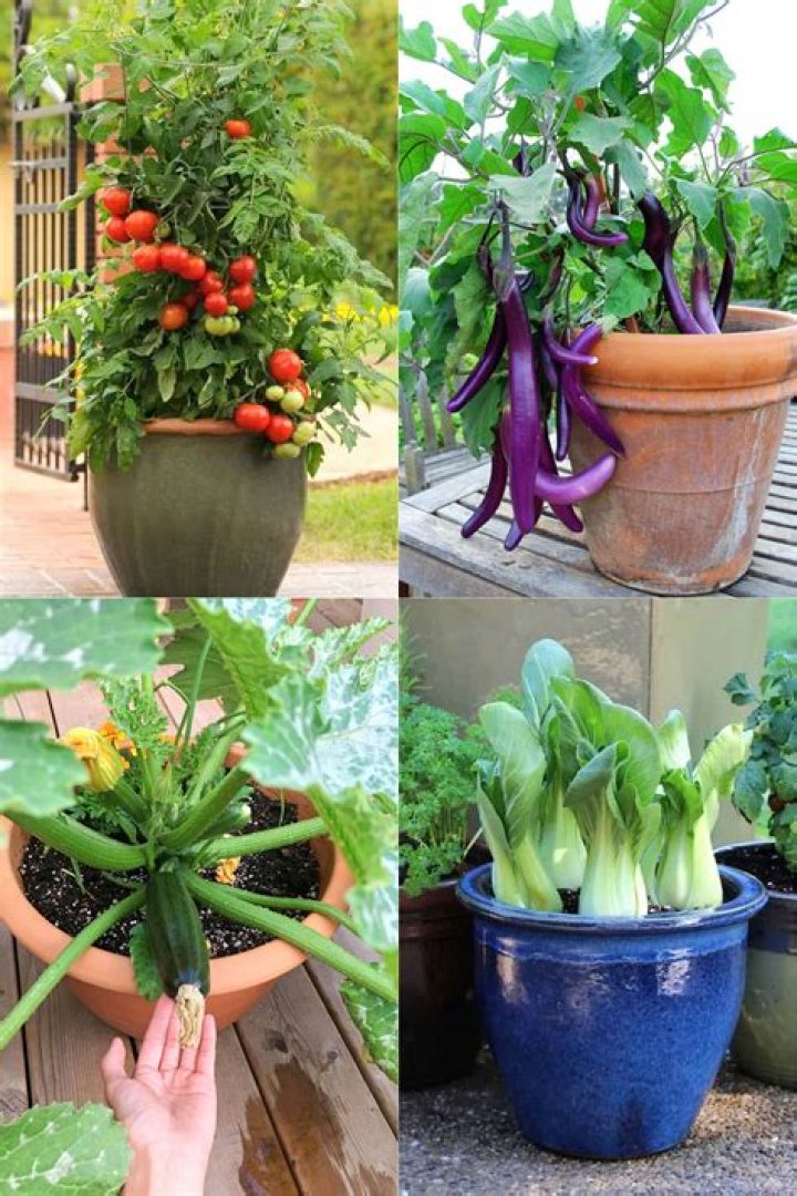 What vegetables grow well in pots?