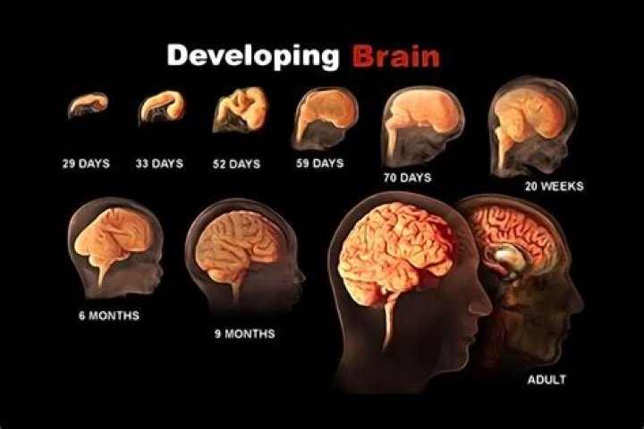 What week does the baby's brain develop?