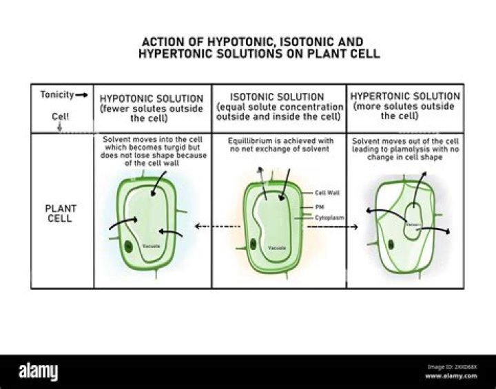 What word describes plant cells placed in a hypertonic solution?