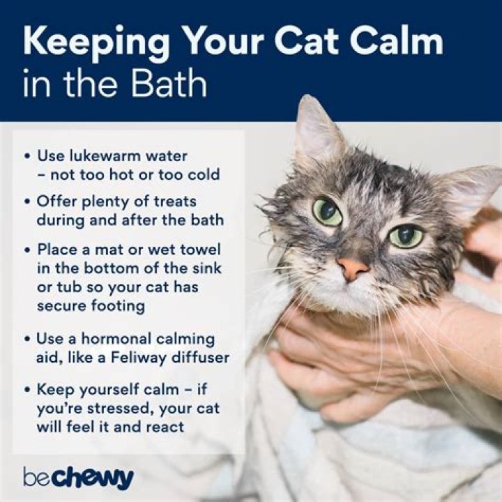 When can I give a kitten a bath?