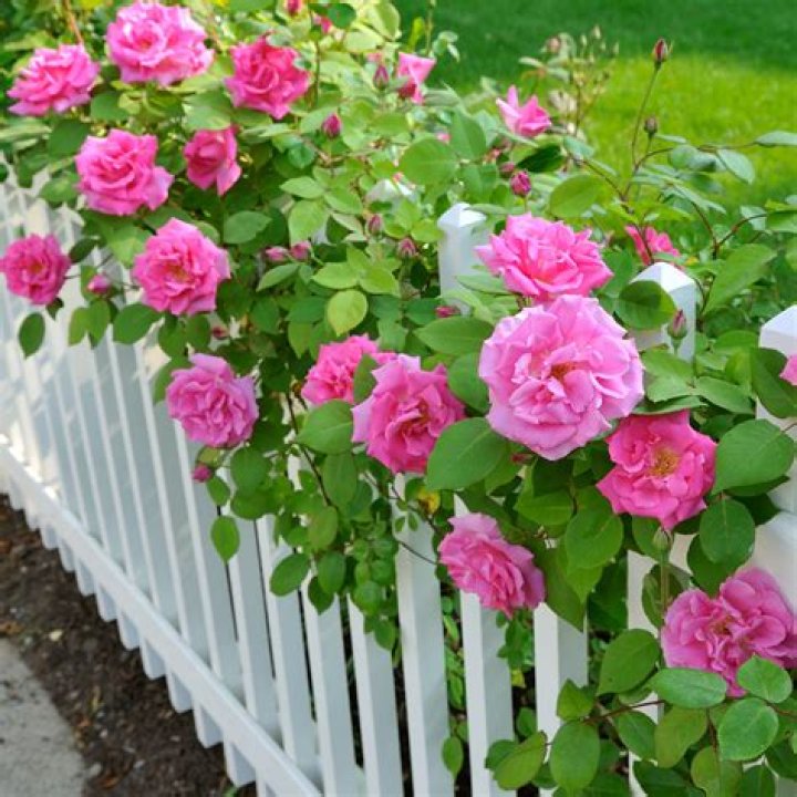 When can I plant roses in Colorado?